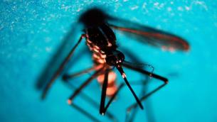 West Nile virus, Iss: "94 casi confermati e 7 morti"