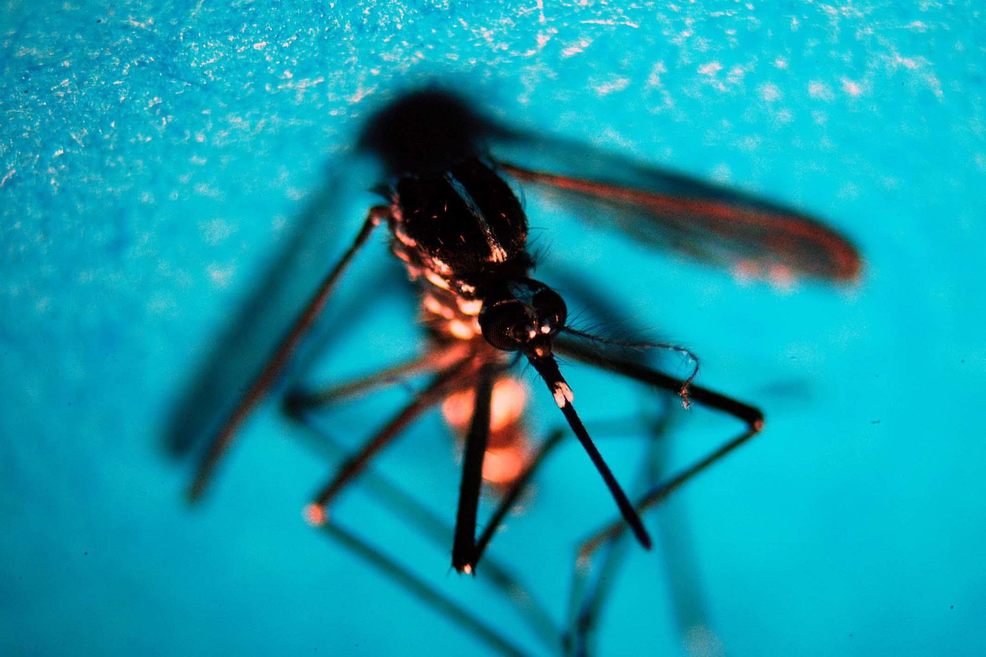 West Nile virus, Iss: "94 casi confermati e 7 morti"