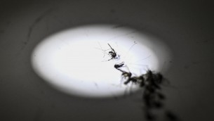 Zanzara della malaria in Italia dopo oltre 50 anni: la scoperta in Puglia