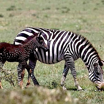 zebra